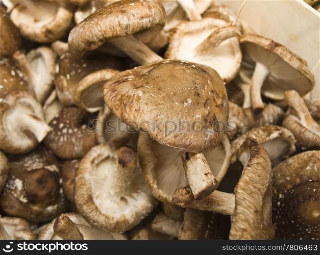 shiitake mushroom at a farmer market. shiitake mushroom