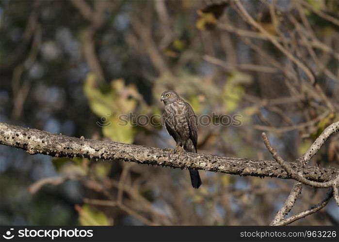 Shikra, Accipiter badius, Tungrareshwar Wildlife Sanctuary, Virar, Mumbai, Maharashtra, India.