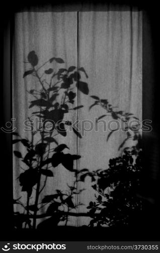 Shilouette of plants on a curtain