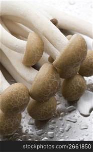 Shimeji Mushroom