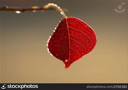 Shine leaf