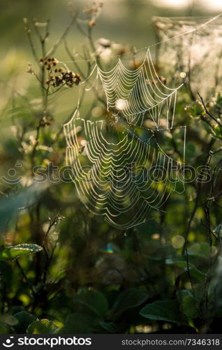 Shining water drops on spider web on green forest background in Latvia. Spider web is web made by spider. Spider net in nature. 