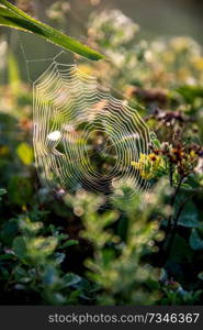 Shining water drops on spider web on green forest background in Latvia. Spider web is web made by spider. Spider net in nature. 