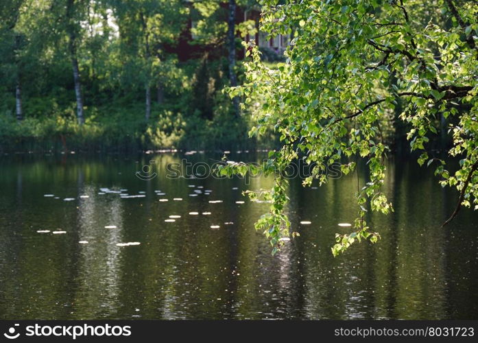 Shiny birch tree branches by a reflecting water