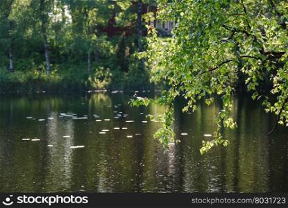 Shiny birch tree branches by a reflecting water