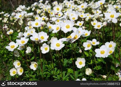 Shiny blossom Snowdrop Anemones all over the ground