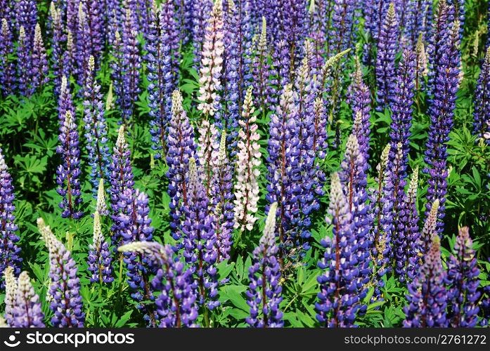 Shiny blue and pink lupines wildflowers all over