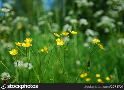 Shiny buttercup flowers at a green grass natural background