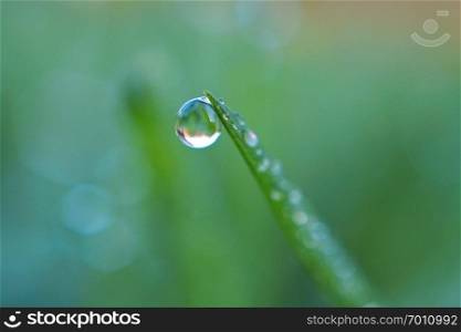 shiny drops on the green grass leaves                               