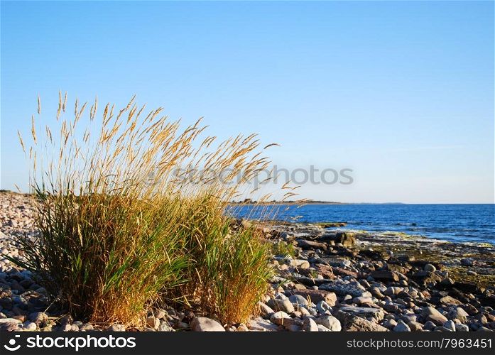 Shiny grass plants by a stony coast