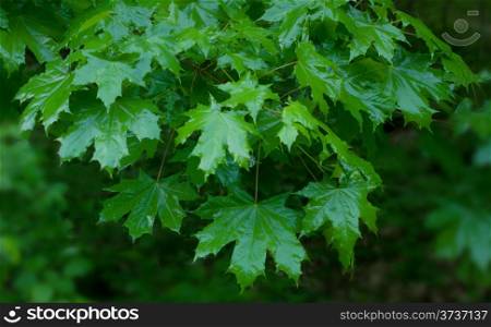 Shiny green leaves of a maple in the forest