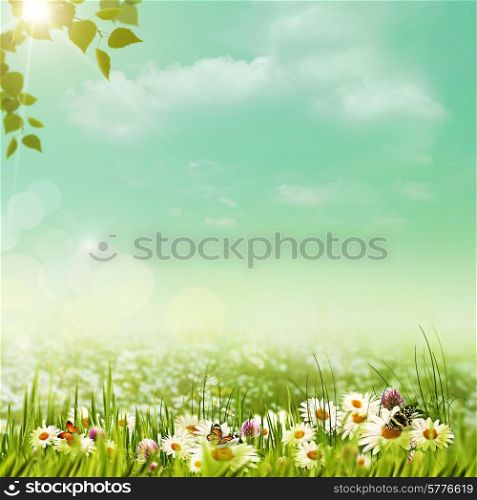 Shiny summer day on the meadow, natural backgrounds