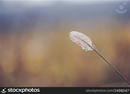 Shiny tiny dew drops on autumn grass macro