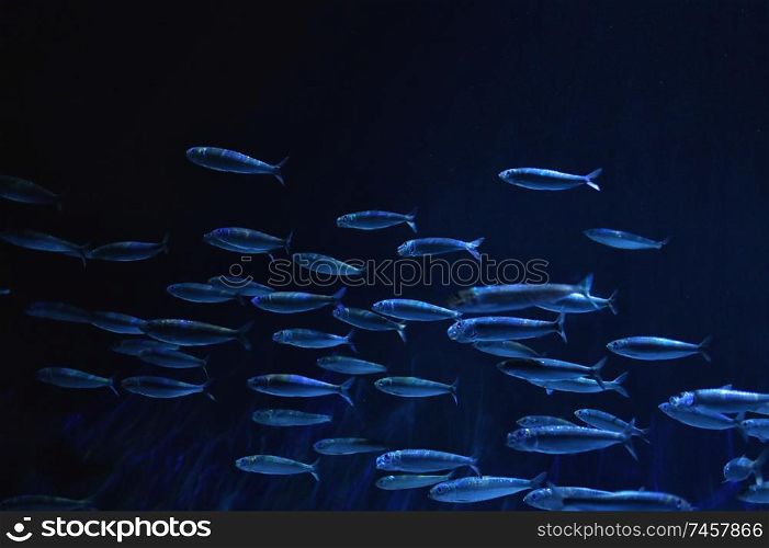 Shoal of fish deep undersea and sand