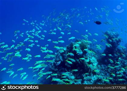 Shoal of fish on background of coral and blue water. wildlife in Red Sea