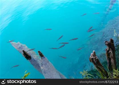 Shoal of small fish in azure clean transparent lake