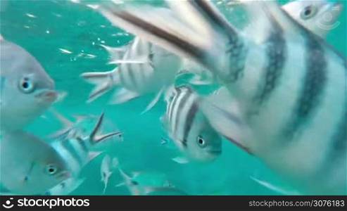 Shoal of tropical fish, Banded butterflyfish, with water surface in background, Indian ocean, Mauritius