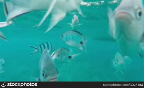 Shoal of tropical fish, Banded butterflyfish, with water surface in background, Indian ocean, Mauritius