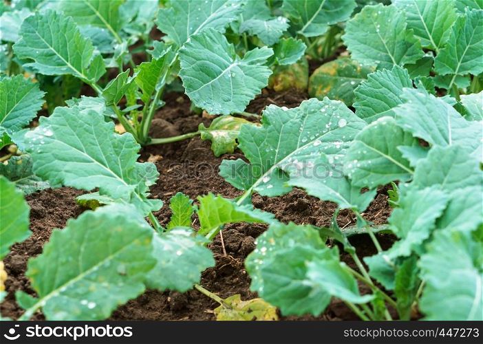 shoots of soybean plants, the young leaves of soybean, Glycine max. the young leaves of soybean, Glycine max, shoots of soybean plants