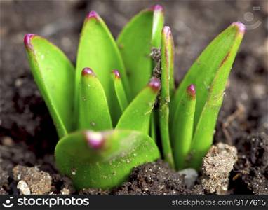 Shoots of spring perennial flowers in early spring garden
