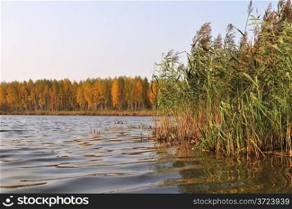 Shore of forest lake, overgrown with reeds in autumn morning