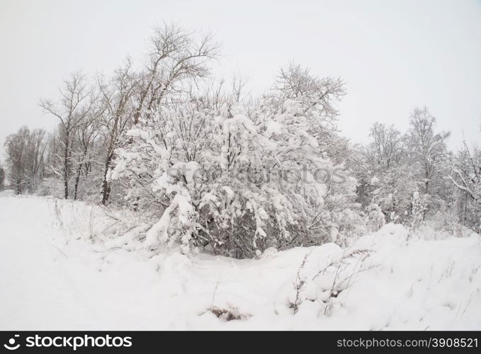 shore of the lake in winter