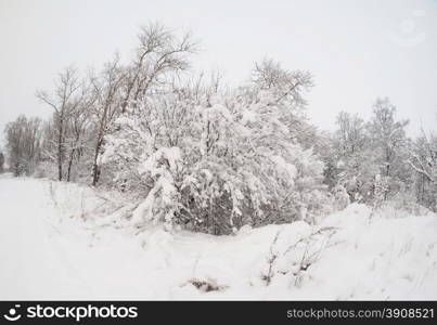 shore of the lake in winter