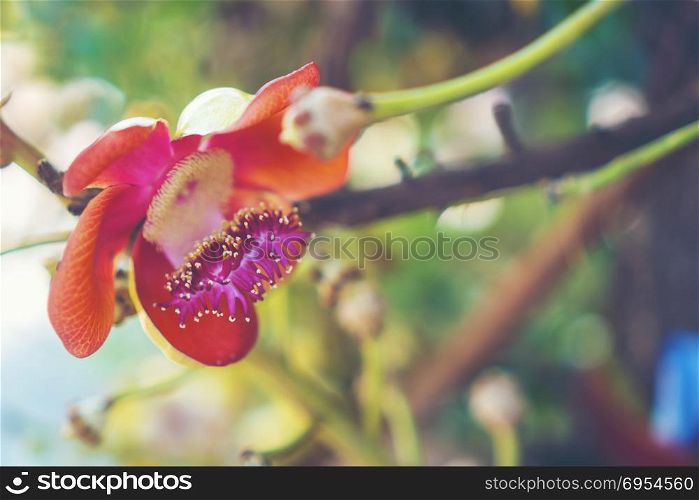 Shorea robusta flower or Sal tree flower on the tree with nature tree bokeh background