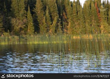 Shoreline, Lake of The Woods, Ontario, Canada