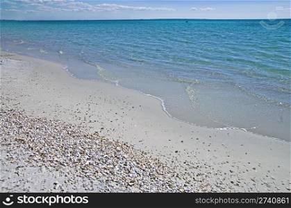Shorline of a Beach with Shells
