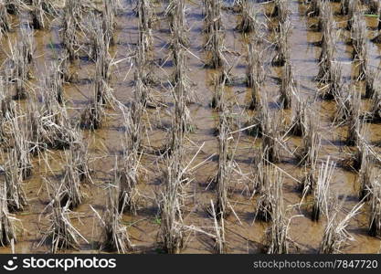 Short dry rice plants on the wet field