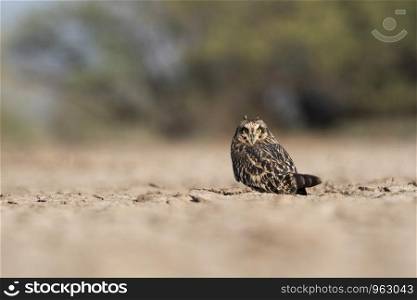 Short eared owl, Asio flammeus, Little rann of Kutch, Gujarat, India