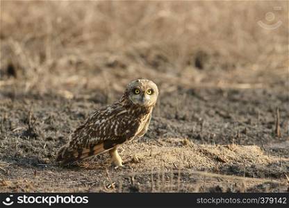 Short-eared owl, Asio flammeus, Uran JNPT, Mumbai, Maharashtra, India. Short-eared owl, Asio flammeus, Uran JNPT, Mumbai, Maharashtra, India.