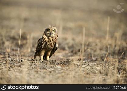 Short eared owl, Asio flammeus Uran, Mumbai, Maharashtra, India. Short eared owl, Asio flammeus Uran, Mumbai, Maharashtra, India.