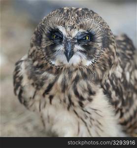 Short-eared owl, close-up
