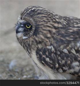 Short-eared owl, close-up, profile