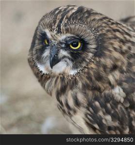 Short-eared owl, closeup of face