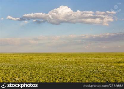 short grass prairie in springtime - Pawnee National Grassland in Weld County, north eastern Colorado