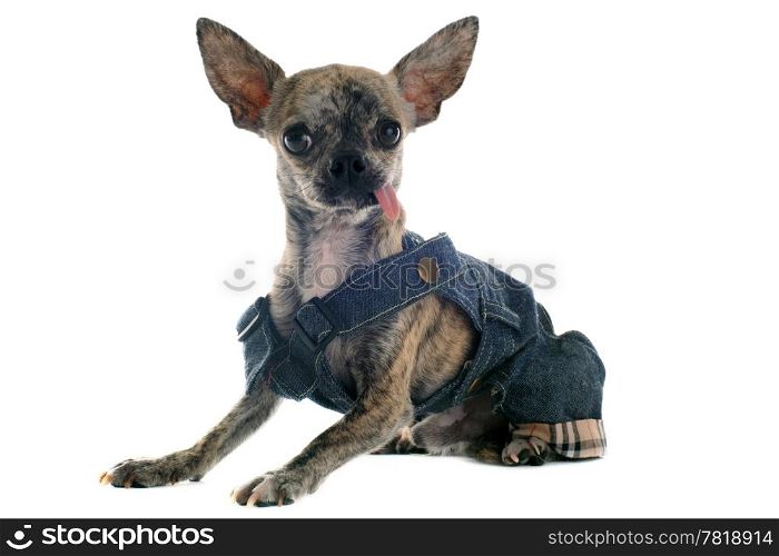 short hair chihuahua dressed in front of white background