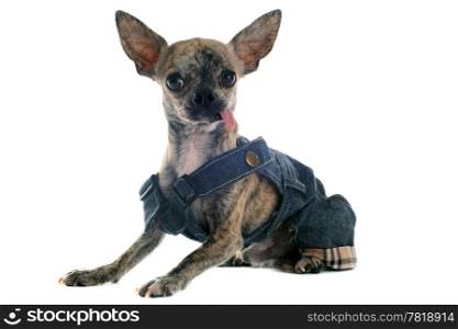 short hair chihuahua dressed in front of white background