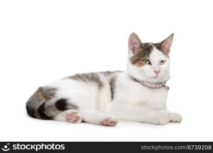 short-haired cat. short-haired cat in front of a white background