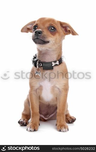 short-haired Chihuahua puppy. short-haired Chihuahua puppy in front of a white background
