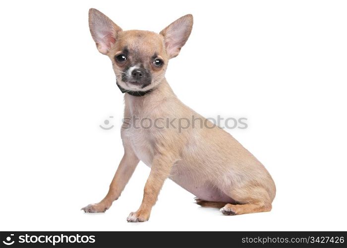 short haired chihuahua. short haired chihuahua in front of a white background