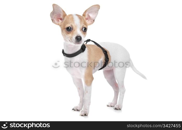 Short haired chihuahua. Short haired chihuahua in front of a white background
