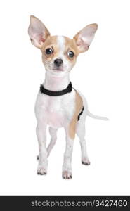 Short haired chihuahua. Short haired chihuahua in front of a white background