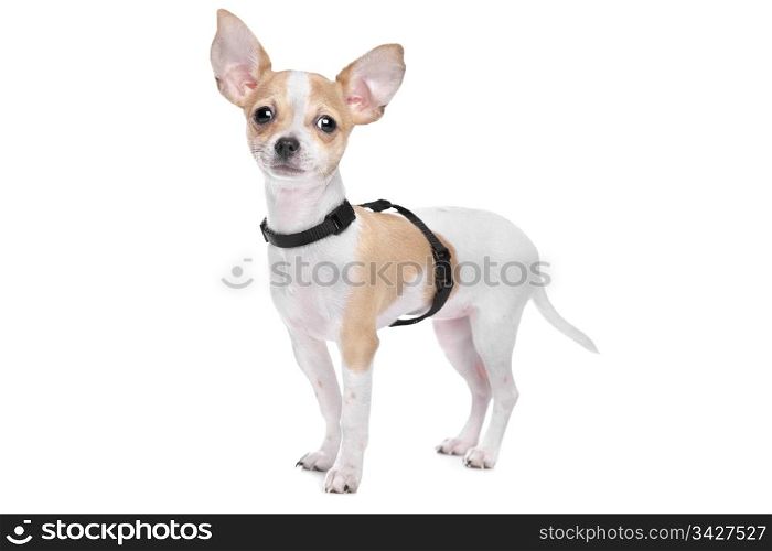 Short haired chihuahua. Short haired chihuahua in front of a white background