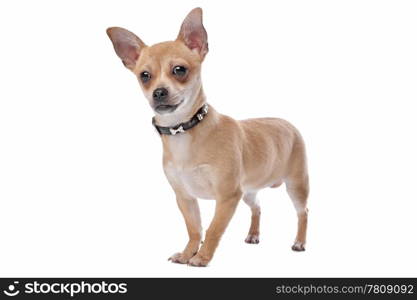 short haired chihuahua. short haired chihuahua in front of a white background