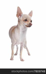 short haired chihuahua. short haired chihuahua in front of a white background