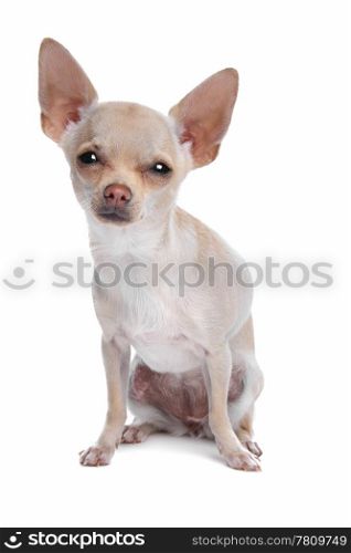 short haired chihuahua. short haired chihuahua in front of a white background