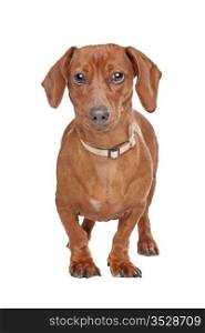 short haired dachshund. short haired dachshund standing in front of a white background